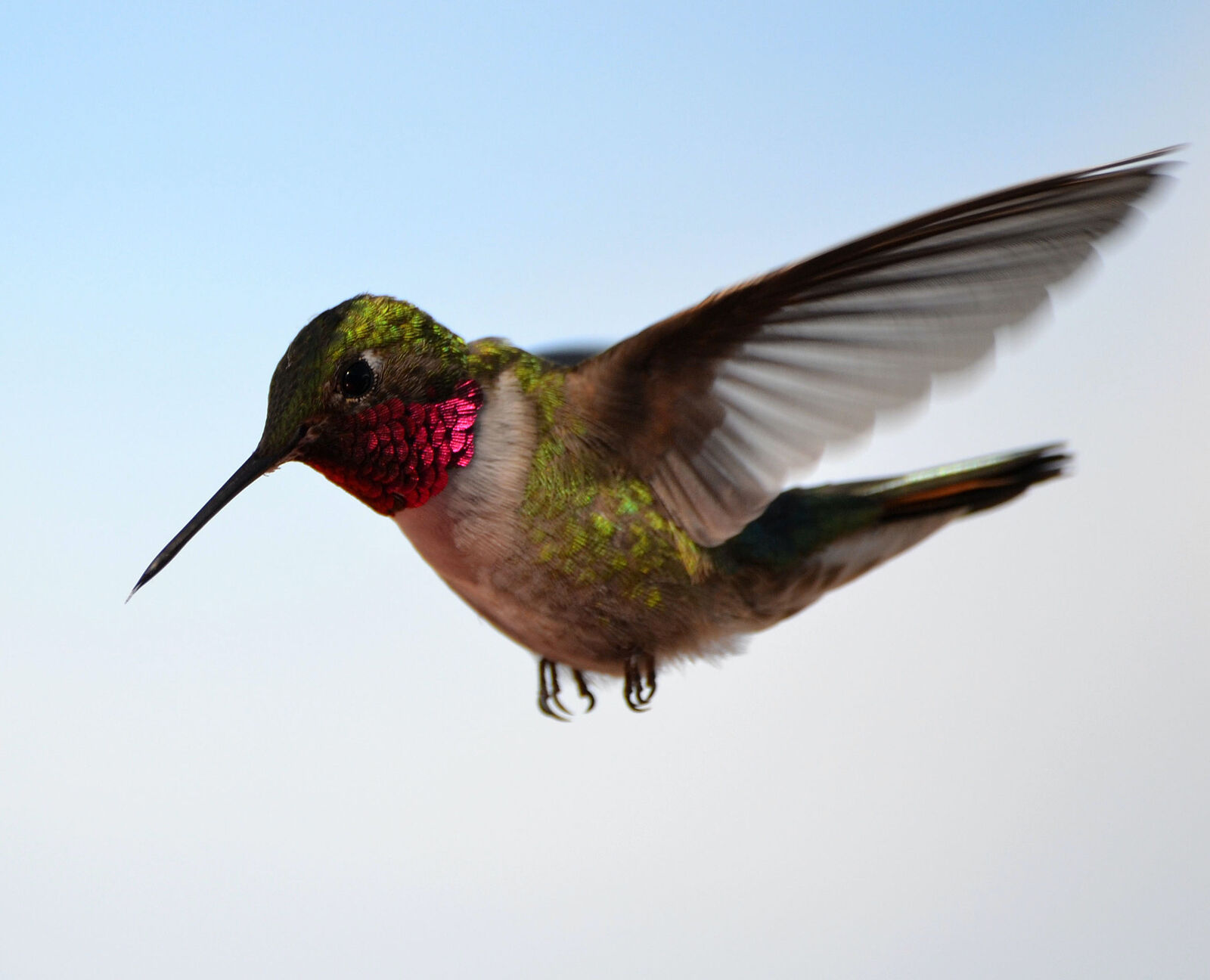 040622-mmn-nws-birds-p2.jpg
